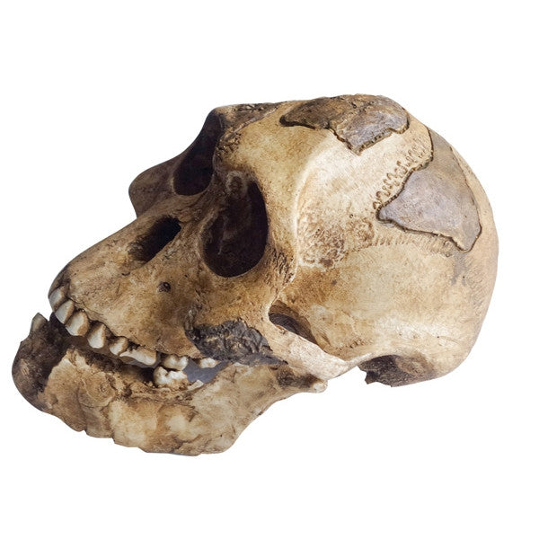 Australopithecus Afarensis (Lucy)