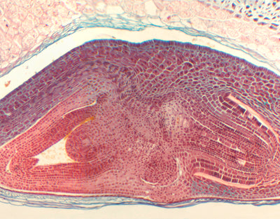 Semente de Triticum aestivum (trigo), s.l