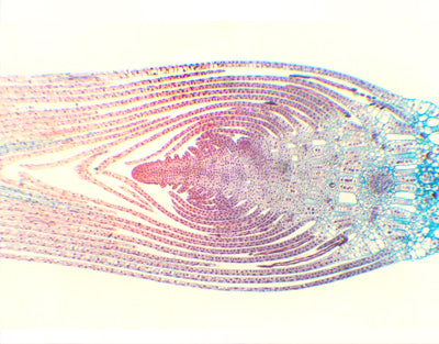 Ponta da haste Hydrilla verticillata, s.l