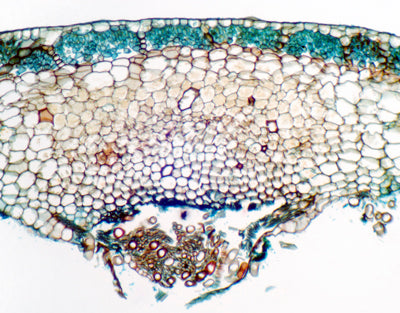 Talo de marchantia, s.t.