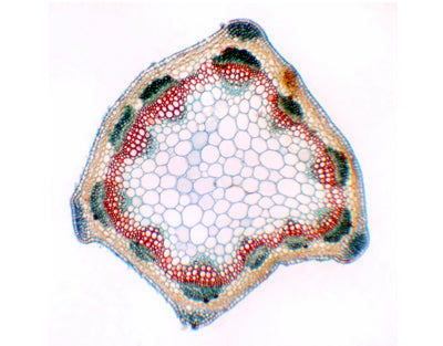 Caule de Medicago sativa (alfafa), s.t.