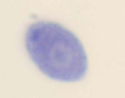 Chlamydomonas, m.e.