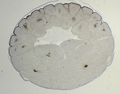 Ovo de sapo em fase de mórula, segundo