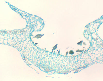 Soro de marchantia, séc.