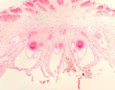 Arquegonio de marchantia, s.l