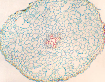 Raiz de Ranunculus japonicus, s.t.