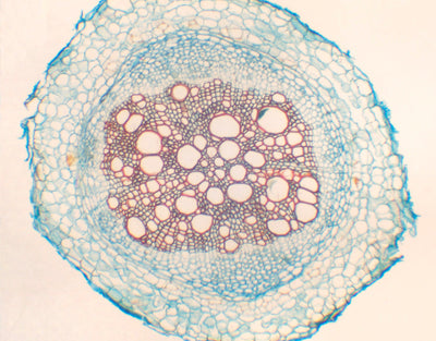 Raiz adulta de helianthus, s.t. (girassol)