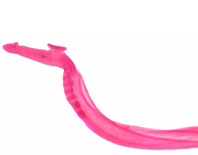 Schistosoma macho, m.e.