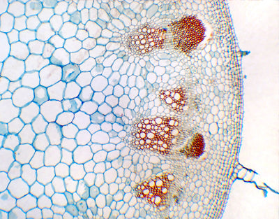 Caule de Helianthus, s.t. (girassol)