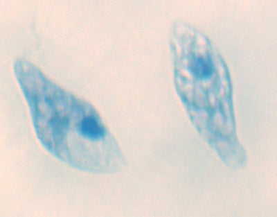 Euglena, m.e.