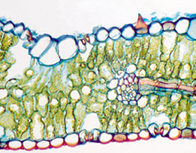 Folha de Triticum aestivum (trigo), s.t.