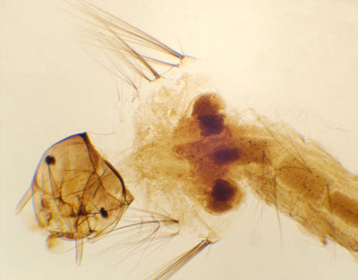 Larva de mosquito, m.e.