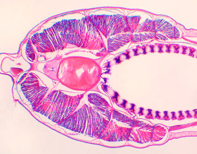 Branchiostoma belcheri (anfioxo), faringe, s.t.