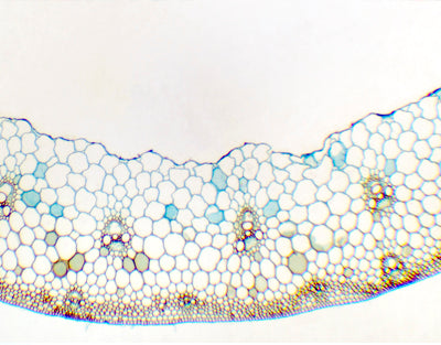 Caule de Triticum aestivum (trigo), s.t.