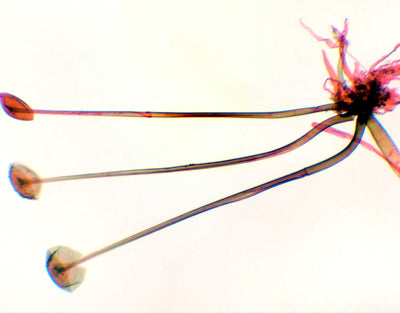 Rhizopus nigricans, m.e.