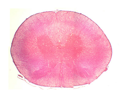 Medula espinal de coelho, s.t.