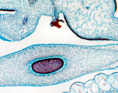 Pericarpo de Capsicum, seg.