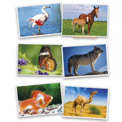 Fotografias de Animais - NOVEDUC Equipamento Laboratório e Formação Profissional