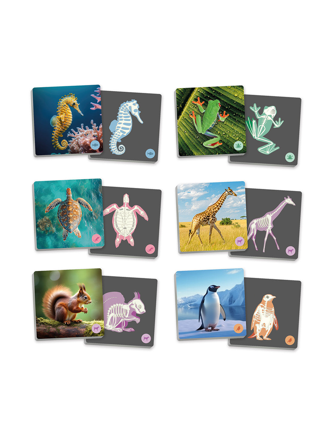 Ilustração de animais vertebrados e seus esqueletos na capa da Maxi-memória de Animais Vertebrados da AscoCelda.