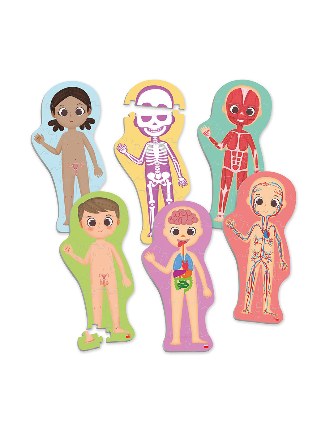 Quebra-cabeça maxi do corpo humano da marca AscoCelda, com peças coloridas para descobrir e identificar partes do corpo humano.