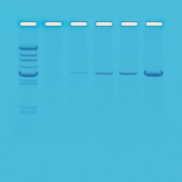 Kit Princípio Pcr