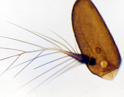 Antena de mosca comum, m.e - NOVEDUC Equipamento Laboratório e Formação Profissional