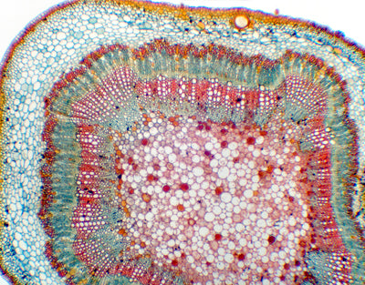 Caule adulto de gossypium (algodoeiro), s.t - NOVEDUC Equipamento Laboratório e Formação Profissional