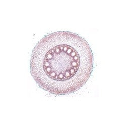 Caule adulto de ricinus comunis, s.t - NOVEDUC Equipamento Laboratório e Formação Profissional