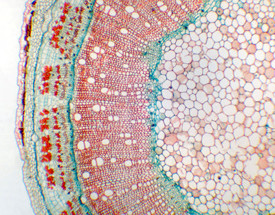 Caule de Hibiscus syriacus (rosa síria), s.t - NOVEDUC Equipamento Laboratório e Formação Profissional