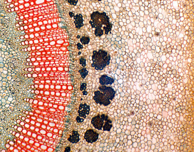 Caule de Nerium indicum (oleandro), s.t - NOVEDUC Equipamento Laboratório e Formação Profissional