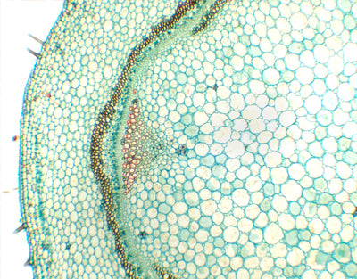 Caule de Pelargonium hortorum (gerânio), s.t - NOVEDUC Equipamento Laboratório e Formação Profissional