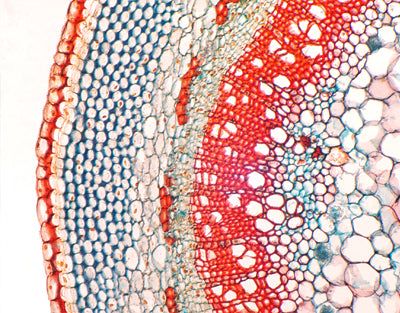 Caule de Sambucus williamsii (sabugueiro), s.t - NOVEDUC Equipamento Laboratório e Formação Profissional