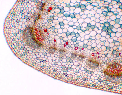 Caule jovem de Arachis hypogaea (amendoim), s.t - NOVEDUC Equipamento Laboratório e Formação Profissional