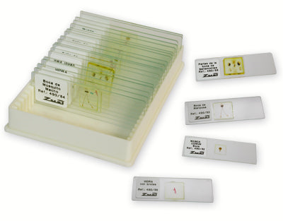 Colheita de histologia vegetal, preparação 24