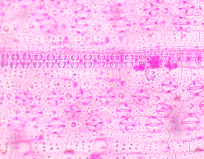 Estomas de oryza sativa (arroz), m.e - NOVEDUC Equipamento Laboratório e Formação Profissional