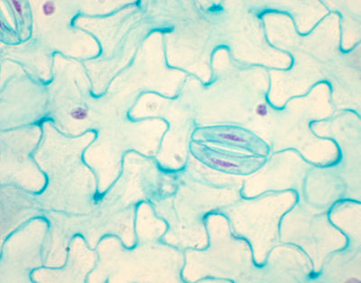 Estomas de Vicia faba (fava), m.e - NOVEDUC Equipamento Laboratório e Formação Profissional