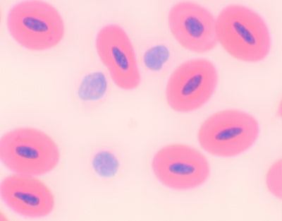 Extensão de sangue de cobra - NOVEDUC Equipamento Laboratório e Formação Profissional
