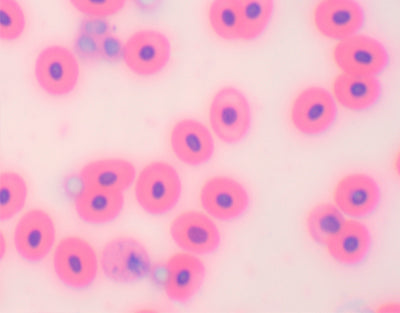 Extensão de sangue de peixe - NOVEDUC Equipamento Laboratório e Formação Profissional