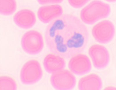 extensão de sangue humano - NOVEDUC Equipamento Laboratório e Formação Profissional