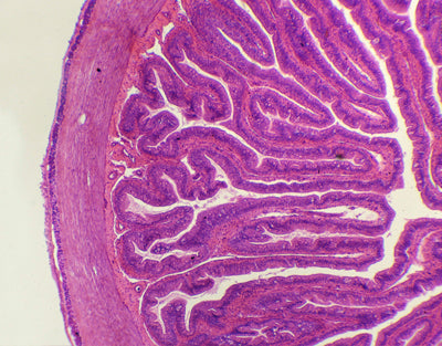 Intestino delgado de rã, s.t - NOVEDUC Equipamento Laboratório e Formação Profissional