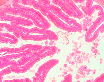 Intestino grosso de sapo, s.t - NOVEDUC Equipamento Laboratório e Formação Profissional