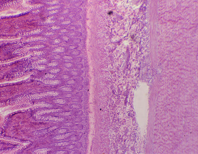Intestino grosso, s.t. - NOVEDUC Equipamento Laboratório e Formação Profissional