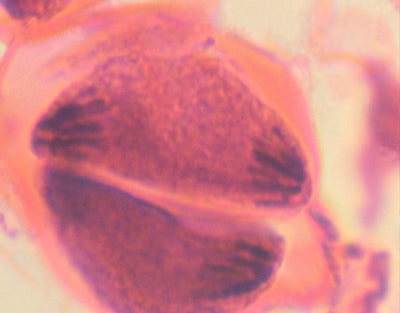 Meiose, antera de lírio, s.t - NOVEDUC Equipamento Laboratório e Formação Profissional