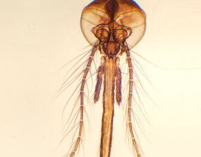 Peça bucal do mosquito fêmea, m.e - NOVEDUC Equipamento Laboratório e Formação Profissional