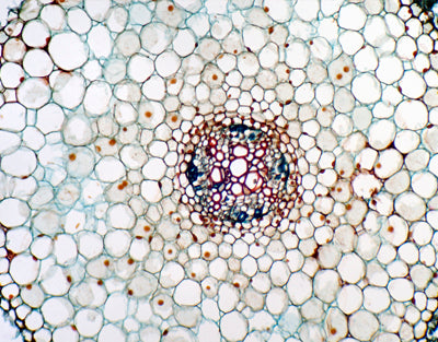 Raiz adulta de Vicia faba (fava), s.t - NOVEDUC Equipamento Laboratório e Formação Profissional
