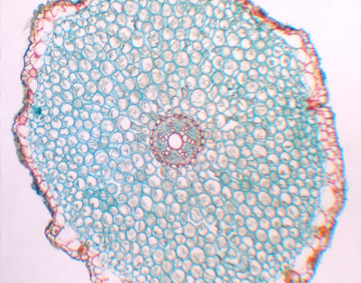 Raiz de Allium tuberosum (alho), s.t. - NOVEDUC Equipamento Laboratório e Formação Profissional