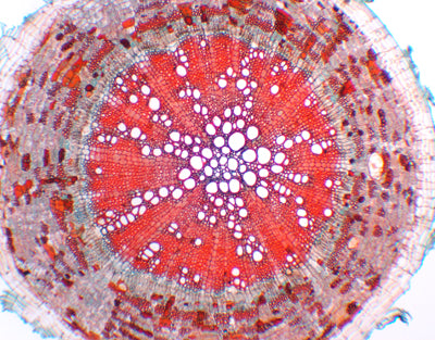 Raiz de Gossypium (algodão), s.t