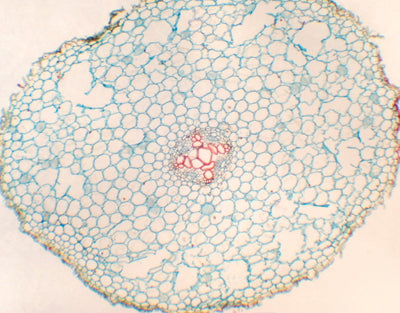 Raiz de Ranunculus japonicus, s.t. - NOVEDUC Equipamento Laboratório e Formação Profissional