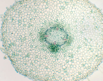 Raiz jovem de vicia faba (fava), s.t - NOVEDUC Equipamento Laboratório e Formação Profissional