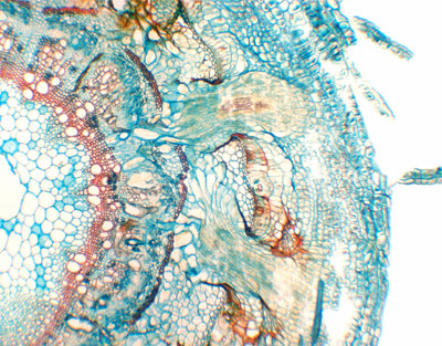 Raiz parasita de cuscuta chinensis, s.t - NOVEDUC Equipamento Laboratório e Formação Profissional